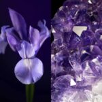 کرم روز لیفت و سفت کننده رویال ولوت 47005 - Image 3