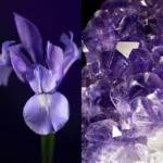 کرم دور چشم سفت کننده رویال ولوت اوریفلم 47007 - Image 5