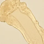 ماسک صورت درخشان کننده و نرم کننده پوست انبه لاونیچر۴۶۹۹۲ - Image 2