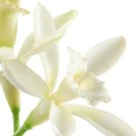 پرفیوم زنانه آل ار ناتینگAll Or Nothing Parfum: 35679 - Image 7